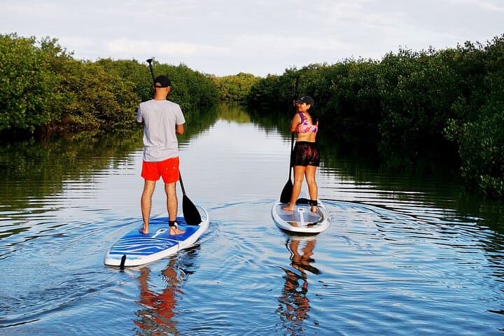 Learn to Paddleboard and Explore the Mangroves of Progreso photo 6