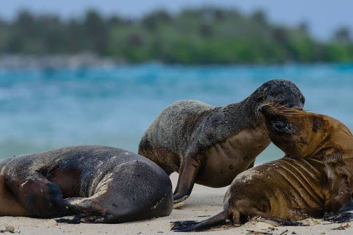 Galapagos Penguin Route: 7-Day Wildlife & Snorkel Expedition photo 2