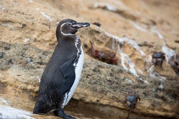 Galapagos Penguin Route: 7-Day Wildlife & Snorkel Expedition