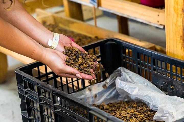 Dominicus Coffee Roasting Experience — Small-Batch Tasting in Bayahibe photo 2