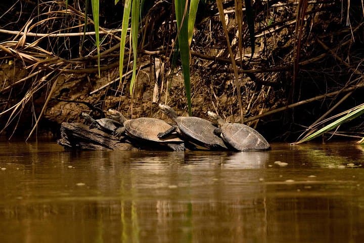 Tambopata Sandoval Lake & Parrot Clay Lick — 3-Day Amazon Lodge Adventure photo 2
