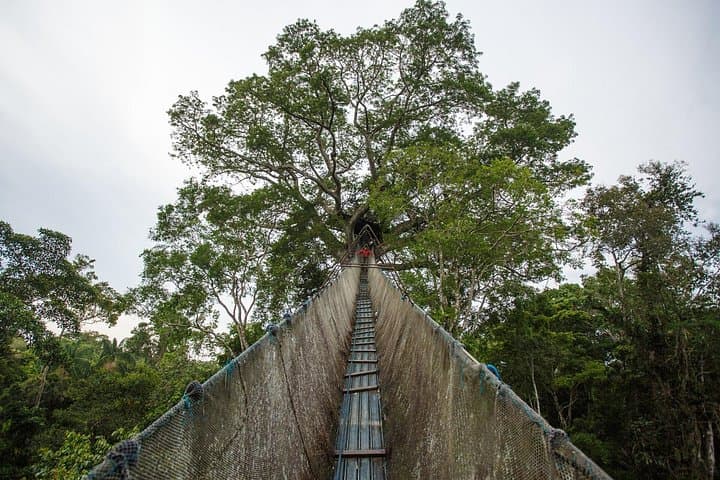 Tambopata Sandoval Lake & Parrot Clay Lick — 3-Day Amazon Lodge Adventure photo 3