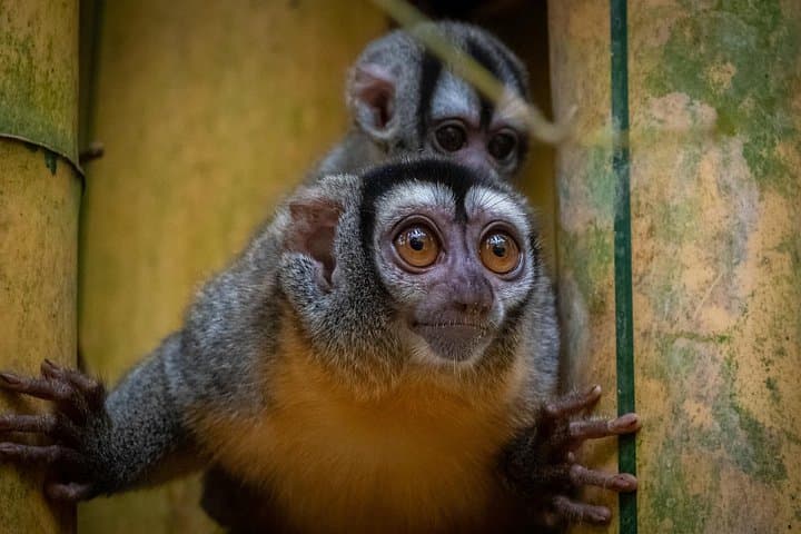 Tambopata Sandoval Lake & Parrot Clay Lick — 3-Day Amazon Lodge Adventure photo 4
