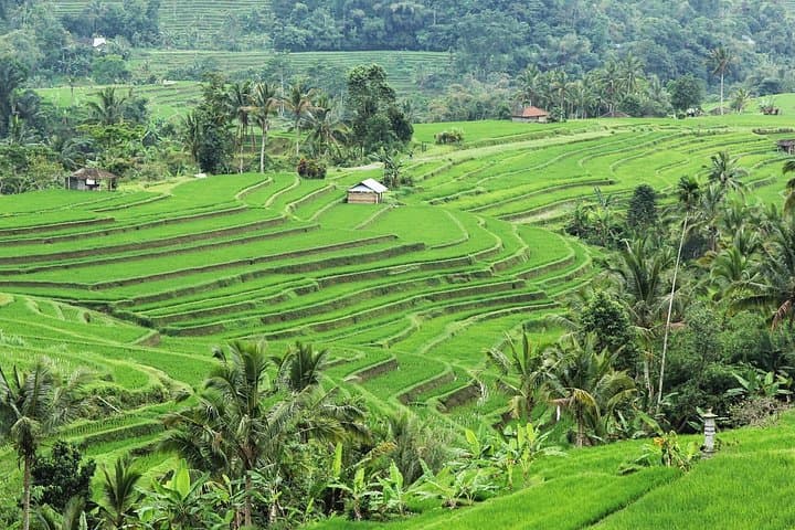 Bali UNESCO Water Temples & Jatiluwih Rice Terrace Private Tour photo 3