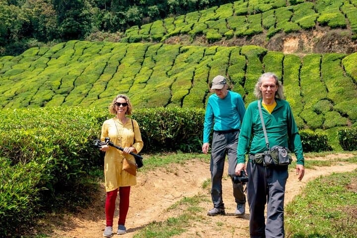 8-Day Kerala Private Tour: Kochi, Munnar, Periyar, Alleppey & Kovalam