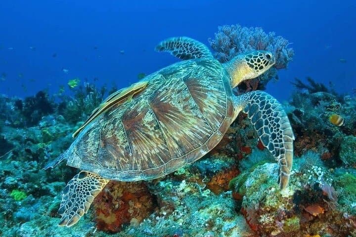 Blue Lagoon Private Snorkel: Bali's East Coast Reefs photo 6