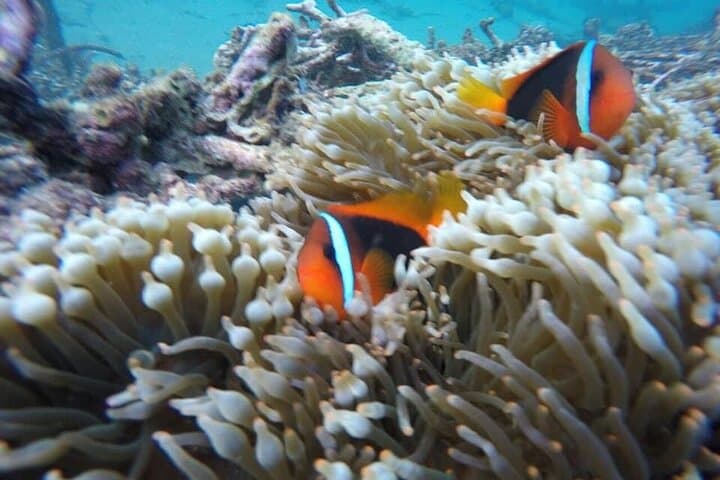 Blue Lagoon Private Snorkel: Bali's East Coast Reefs photo 5