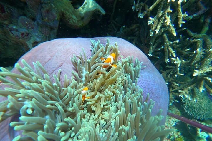 Blue Lagoon Private Snorkel: Bali's East Coast Reefs photo 4