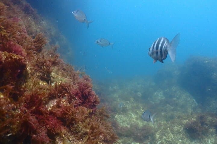 Sesimbra Seaview Board: Explore Arrábida's Coastal Caves & Marine Life photo 5