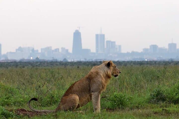 Half-Day Nairobi Layover Safari: Giraffe Centre & Nairobi National Park