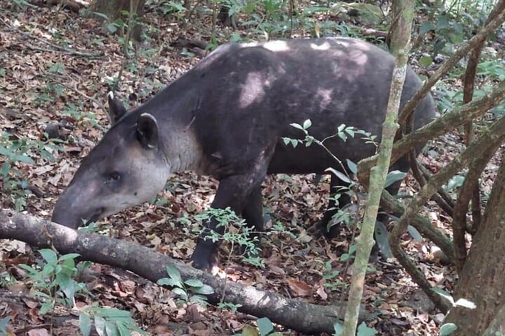 Rincón de la Vieja Volcano Hike & Waterfall Adventure — Day Tour from Liberia photo 6