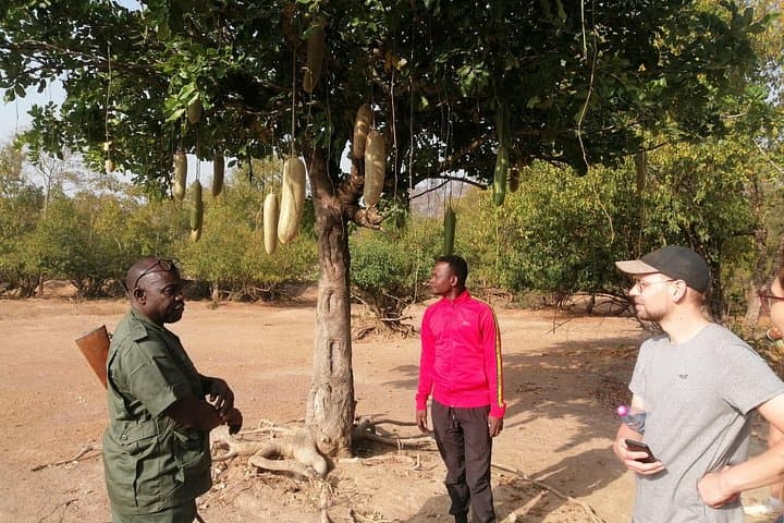 Private Full-Day Elephant Safari in Mole National Park — Daycation from Tamale photo 4
