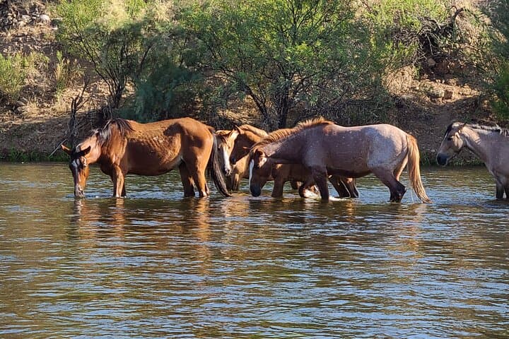 Float the Lower Salt River on a Paddle Board — Wild Horses, Easy Currents, and Self-Guided Routes photo 2