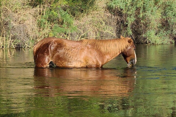 Float the Lower Salt River on a Paddle Board — Wild Horses, Easy Currents, and Self-Guided Routes photo 4