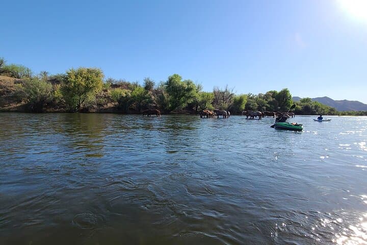 Float the Lower Salt River on a Paddle Board — Wild Horses, Easy Currents, and Self-Guided Routes photo 5