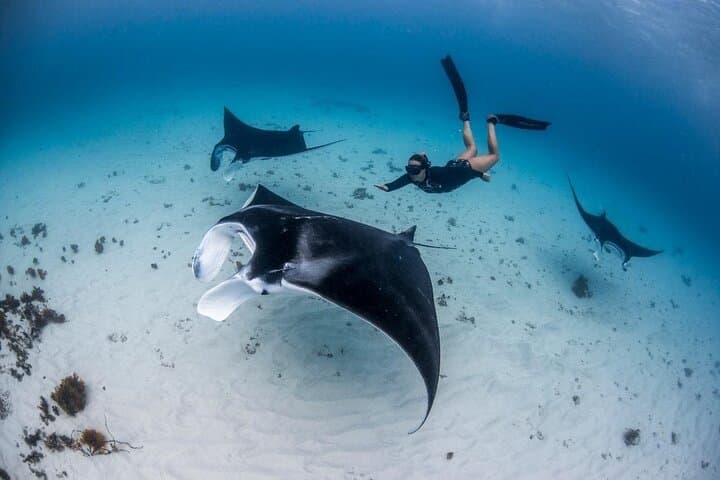 Three Islands Snorkeling Tour: Manta Rays, Gamat Bay & Mangrove Point from Lembongan