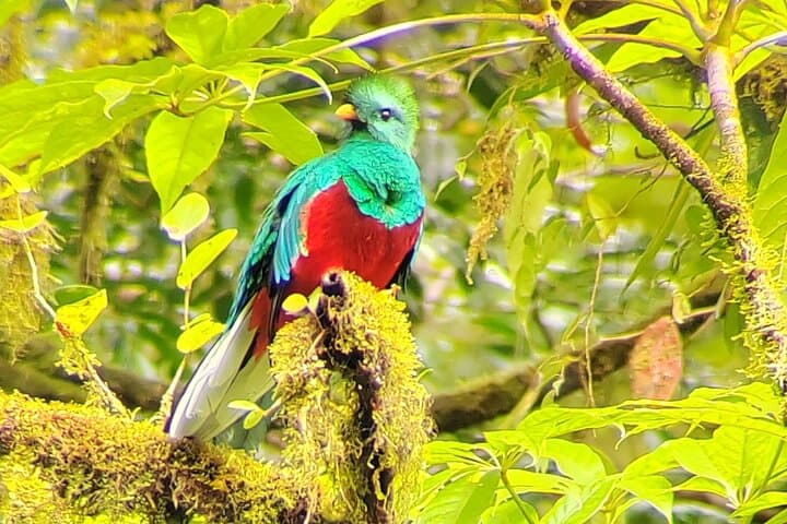 Monteverde Quetzal & Cloud-Forest Birdwatching Tour — 3-Hour Guided Experience