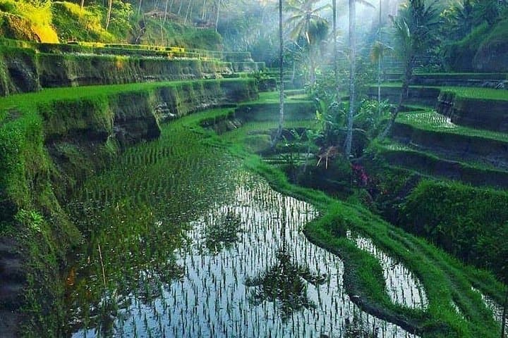 Classic VW Full-Day Ubud Tour: Tegalalang Rice Terraces, Monkey Forest & Art Market photo 3