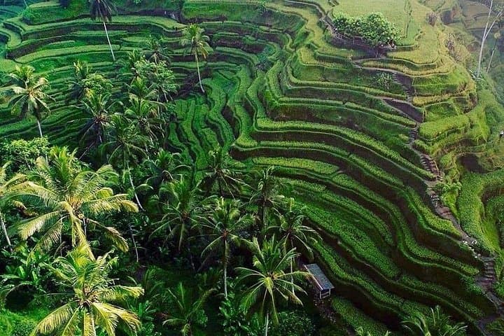 Classic VW Full-Day Ubud Tour: Tegalalang Rice Terraces, Monkey Forest & Art Market photo 4