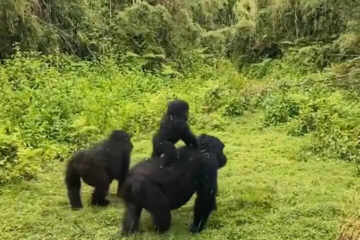 3-Day Private Gorilla Trek Through Rwanda's Five Volcanoes