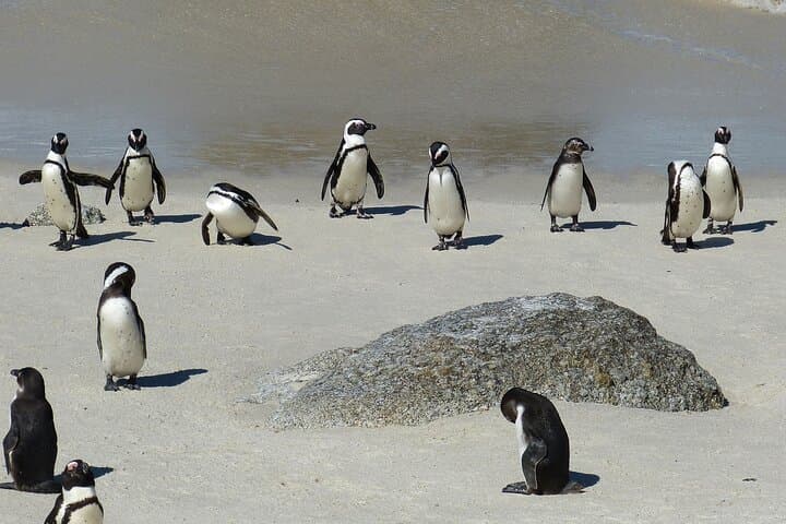 Cape Point & Boulders Beach Penguin Colony Full-Day Tour from Cape Town photo 6