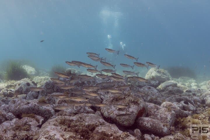 Costa Brava Double Discover Scuba Diving — PADI Boat Baptism to 12m photo 3