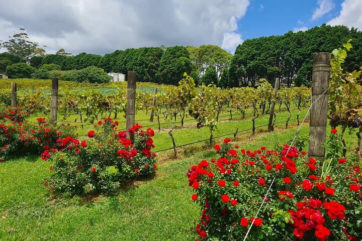 Mount Tamborine Wine Tour: Full-Day Tastings from Brisbane & Gold Coast photo 4