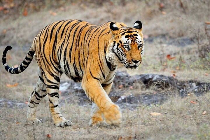 3-Day Chitwan Jungle Safari from Kathmandu — Rhino Tracks, Rapti Canoes & Tharu Culture photo 3