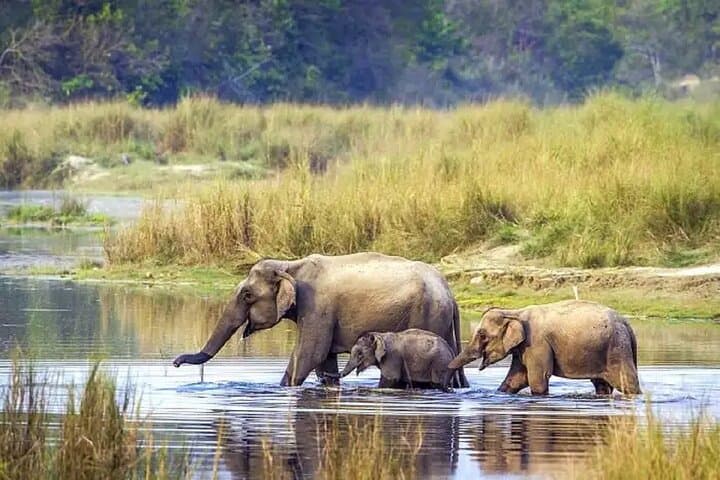 3-Day Chitwan Jungle Safari from Kathmandu — Rhino Tracks, Rapti Canoes & Tharu Culture photo 2