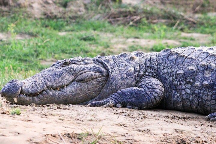 3-Day Chitwan Jungle Safari from Kathmandu — Rhino Tracks, Rapti Canoes & Tharu Culture photo 6