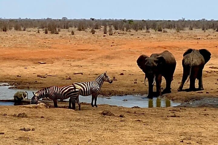 2-Day Tsavo East Safari at Sentrim Camp — Game Drives & Luxury Tents photo 5