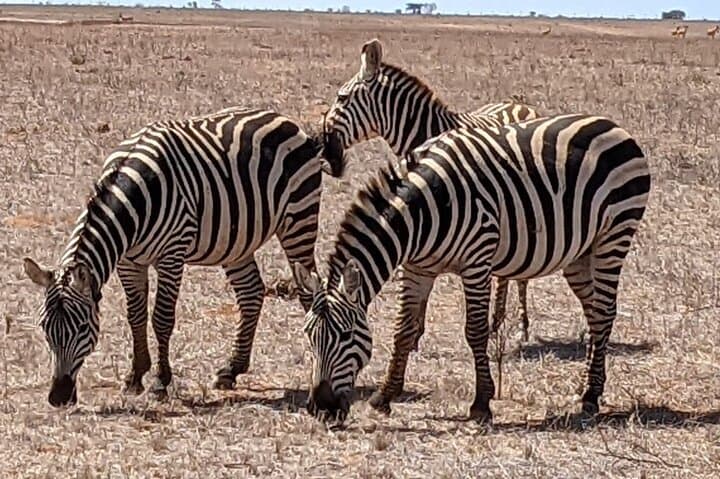 2-Day Tsavo East Safari at Sentrim Camp — Game Drives & Luxury Tents photo 6