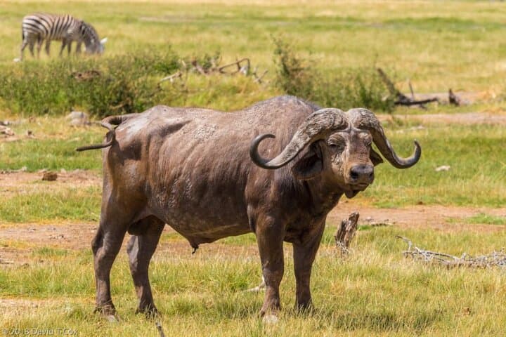 2-Day Private Amboseli Safari — Elephants, Kilimanjaro Views & Maasai Encounters