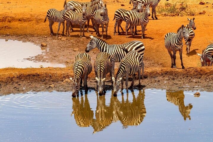 2-Day Private Amboseli Safari — Elephants, Kilimanjaro Views & Maasai Encounters photo 6