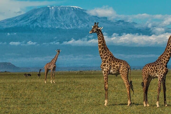 2-Day Private Amboseli Safari — Elephants, Kilimanjaro Views & Maasai Encounters photo 5