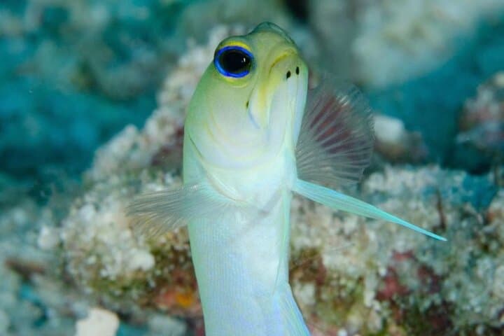 Discover Scuba in Costa Maya: Guided Introductory Ocean Dive in Mahahual photo 3