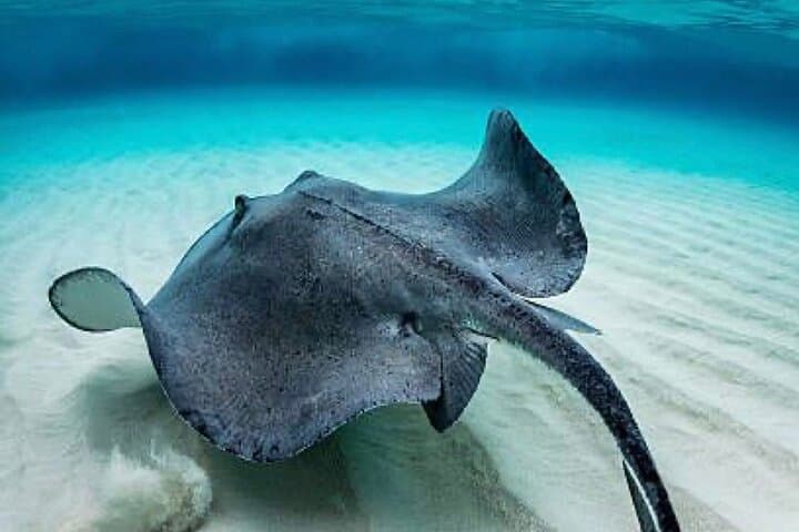 Discover Scuba in Costa Maya: Guided Introductory Ocean Dive in Mahahual photo 4