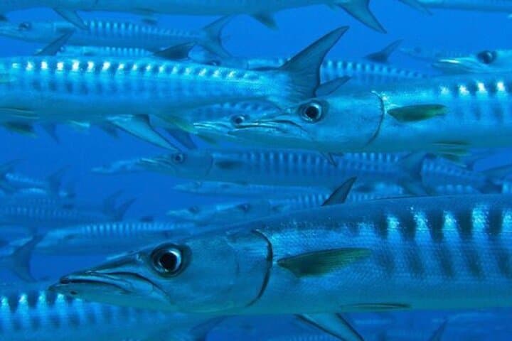 Discover Scuba in Costa Maya: Guided Introductory Ocean Dive in Mahahual photo 5