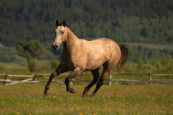 Horseback Riding with Grand Teton Views — Jackson Hole Trail Rides photo 4