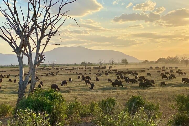 7-Day Kenya Safari: Tsavo, Amboseli, Naivasha & Maasai Mara Wildlife Circuit photo 2