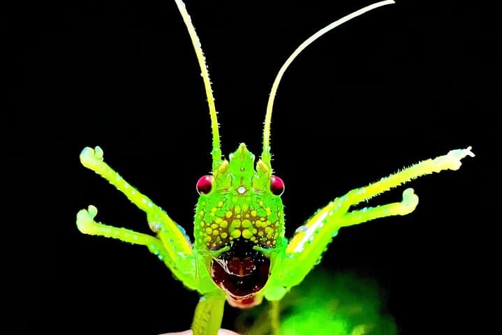 Quepos Jungle Night Tour: Manuel Antonio Rewilding Center Night Walk