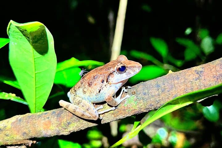 Quepos Jungle Night Tour: Manuel Antonio Rewilding Center Night Walk photo 2