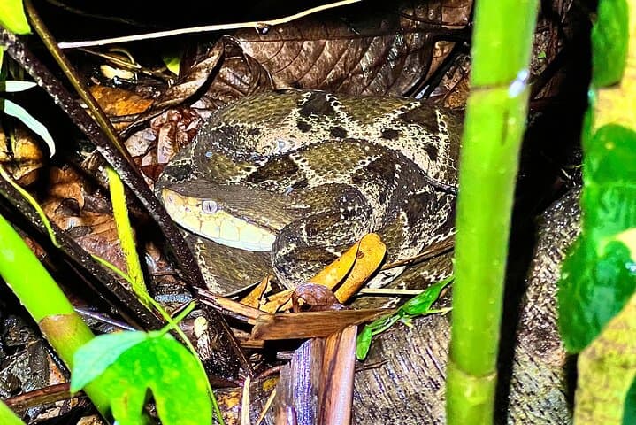 Quepos Jungle Night Tour: Manuel Antonio Rewilding Center Night Walk photo 3