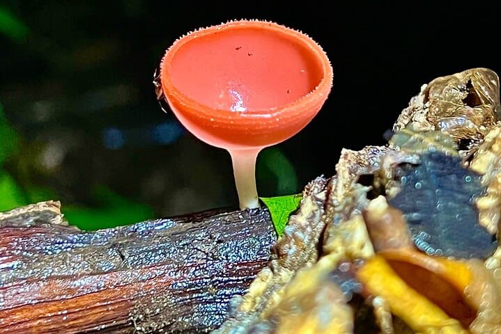 Quepos Jungle Night Tour: Manuel Antonio Rewilding Center Night Walk photo 4