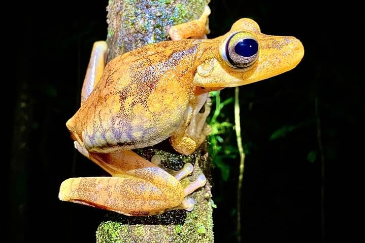 Quepos Jungle Night Tour: Manuel Antonio Rewilding Center Night Walk photo 6
