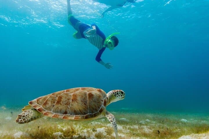 Snorkel with Sea Turtles in Protaras: Guided Marine-Biologist Tours photo 6