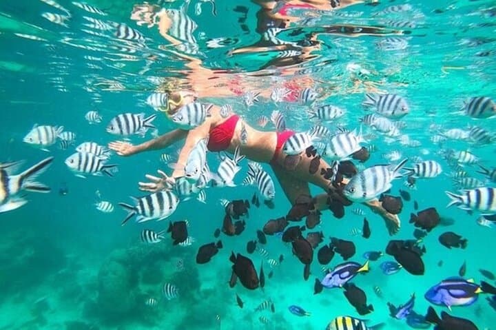 Mnemba Island Half‑Day Snorkel: Dolphins, Sandbanks & Mnemba Reef
