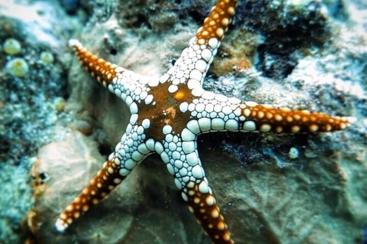 Mnemba Island Half‑Day Snorkel: Dolphins, Sandbanks & Mnemba Reef photo 2
