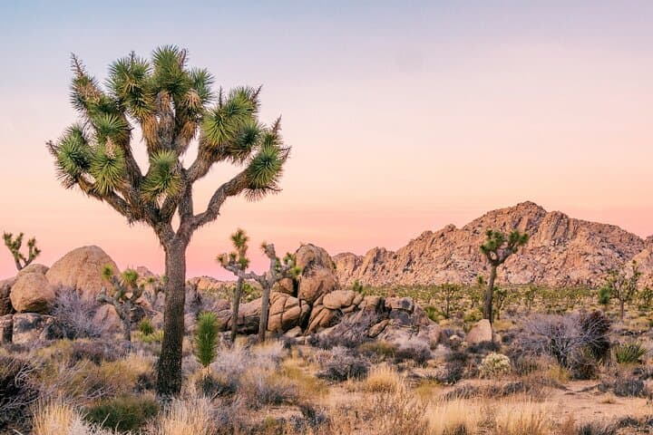 Drive Joshua Tree & Palm Springs: Self-Guided Audio Tour of Desert Modernism and Rock Formations photo 4