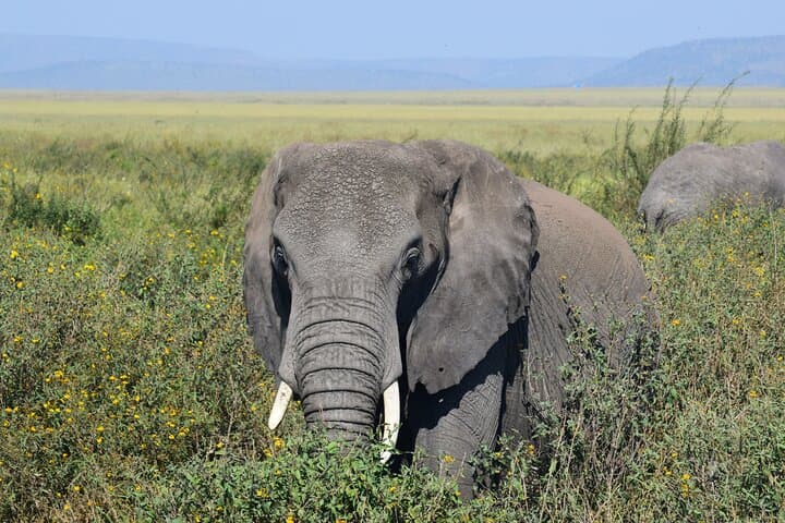 9-Day Serengeti Great Migration & Lake Natron Safari photo 4